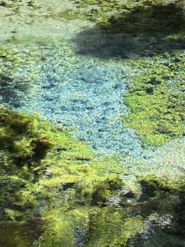 白川水源の湧水