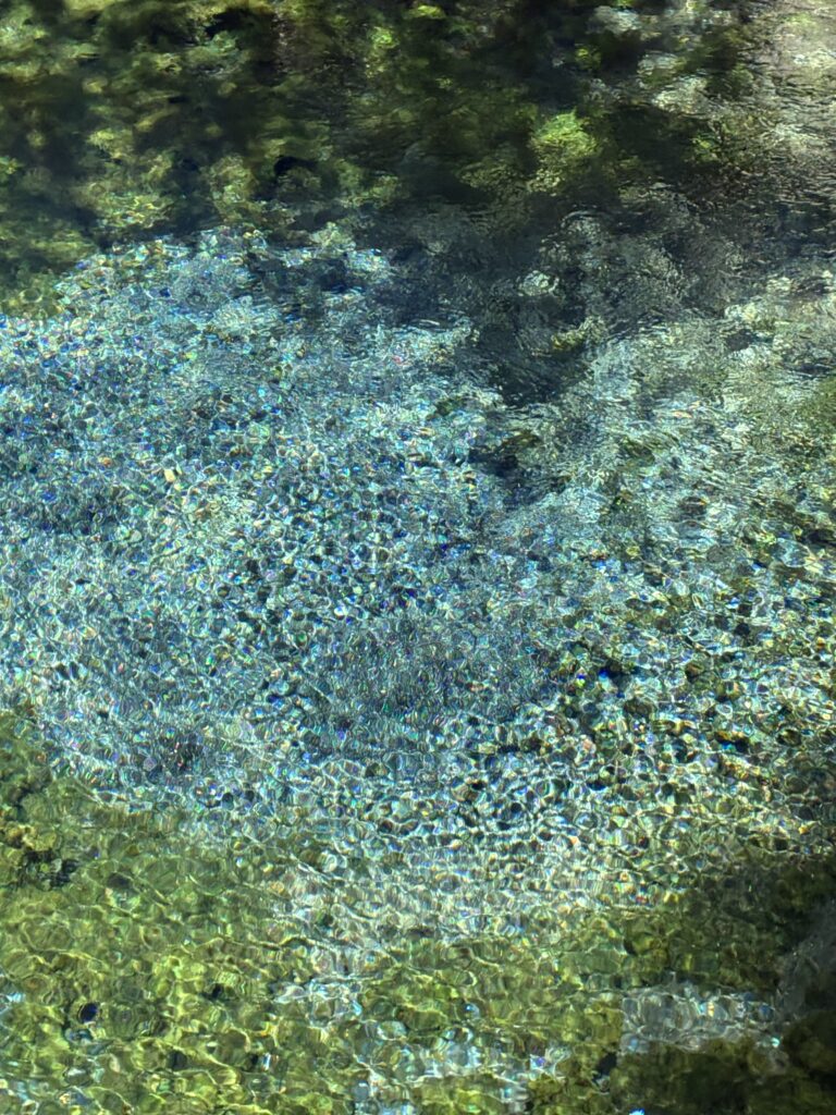 白川水源の湧水