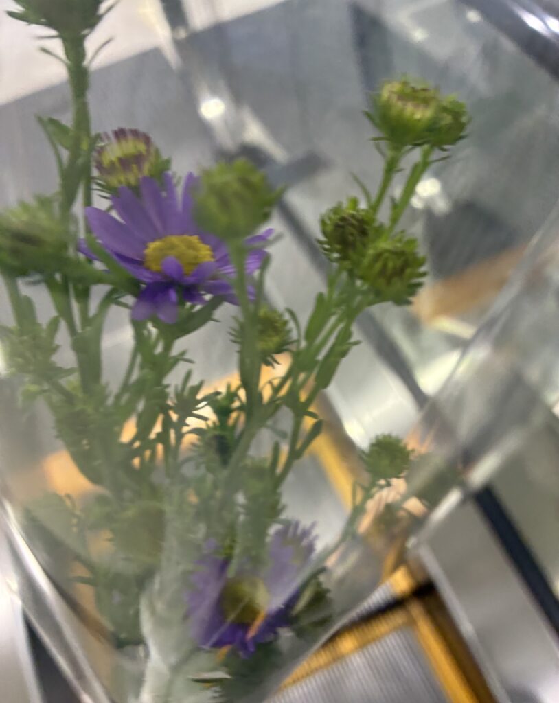 クイズに答えてもらったお花の写真